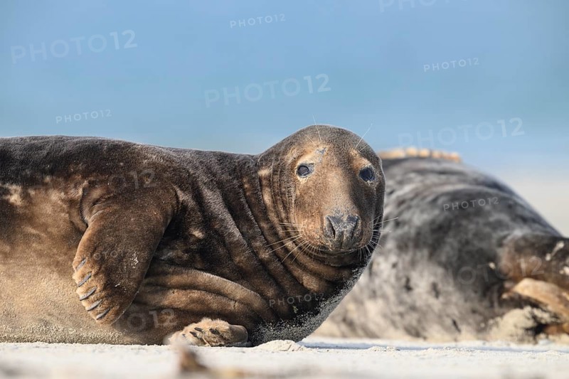 A grey seal (Halichoerus grypus) rests relaxed on the beach, with the background of the calm sea, and looks chilled into the camera, Heligoland, Schleswig-Holstein, Germany