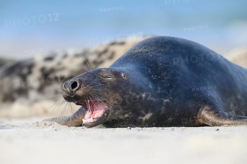 A grey seal (Halichoerus grypus) rests yawning on the beach, with the background of the calm sea, Heligoland, Schleswig-Holstein, Germany