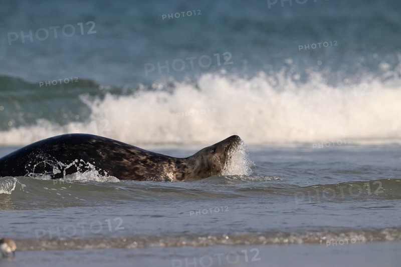 A grey seal (Halichoerus grypus) swimming in the surf on the beach of the dune, Heligoland, Schleswig-Holstein, Germany