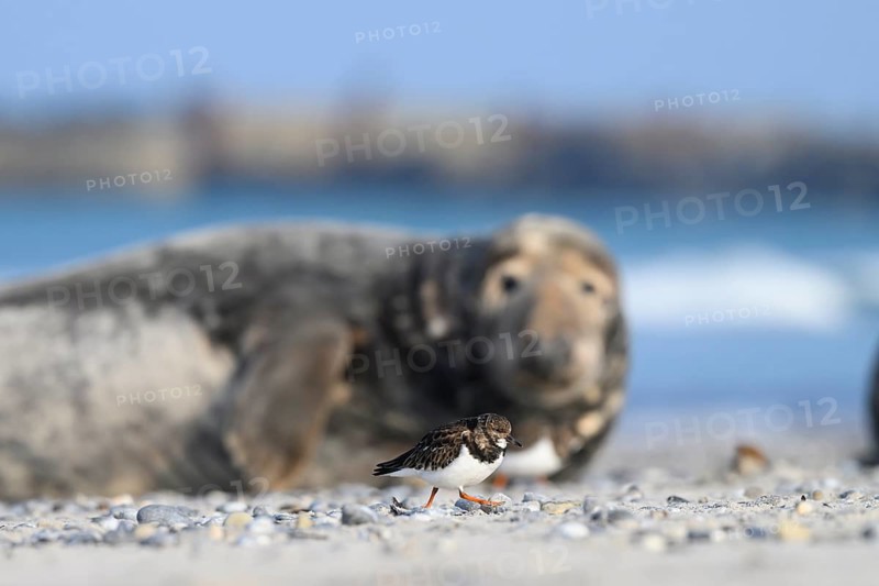 A grey seal (Halichoerus grypus) rests relaxed on the beach, in the foreground a turnstone (Arenaria interpres) walks through the picture, Heligoland, Schleswig-Holstein, Germany