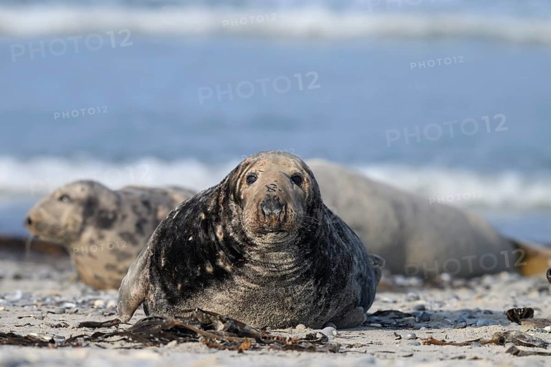 An old grey seal bull (Halichoerus grypus) rests relaxed on the beach, against the background of the calm sea and looks into the camera, Helgoland, Schleswig-Holstein, Germany