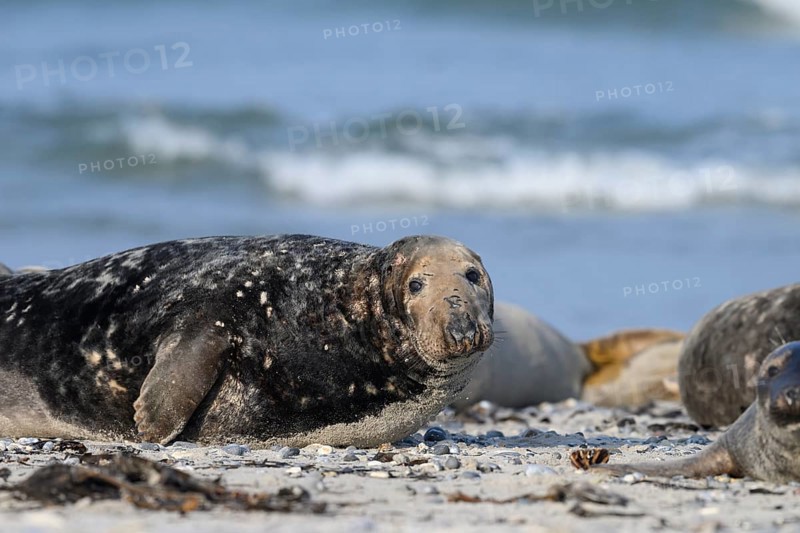 An old grey seal bull (Halichoerus grypus) rests relaxed on the beach, with the background of the calm sea and looks into the camera, Helgoland, Schleswig-Holstein, Germany
