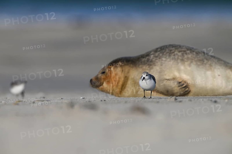 A grey seal (Halichoerus grypus) rests relaxed on the beach, with the background of the calm sea in front of it a sanderling (Calidris alba) runs, Heligoland, Schleswig-Holstein, Germany