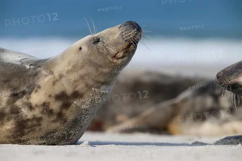 A grey seal (Halichoerus grypus) raises its head relaxed on the beach, with the background of the calm sea, Heligoland, Schleswig-Holstein, Germany