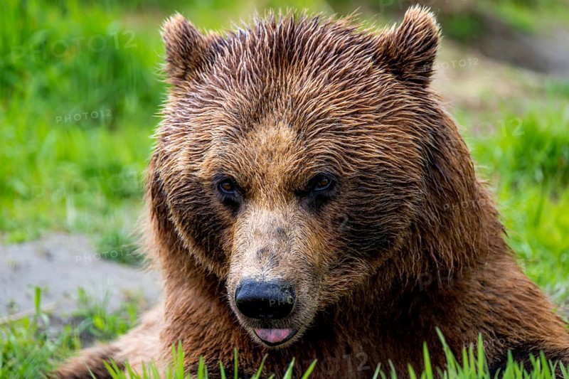 Brown bear (Ursus arctos) sticks out tongue, funny, animal portrait, Alaska, USA