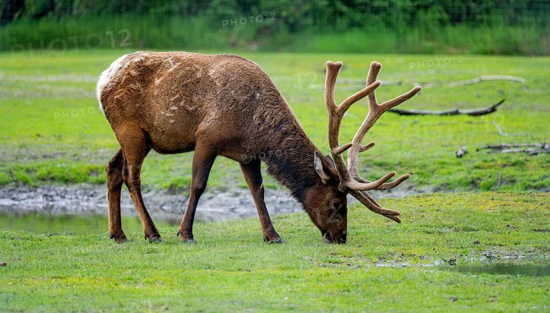 Wapiti (Cervus canadensis) grazing, Alaska, USA