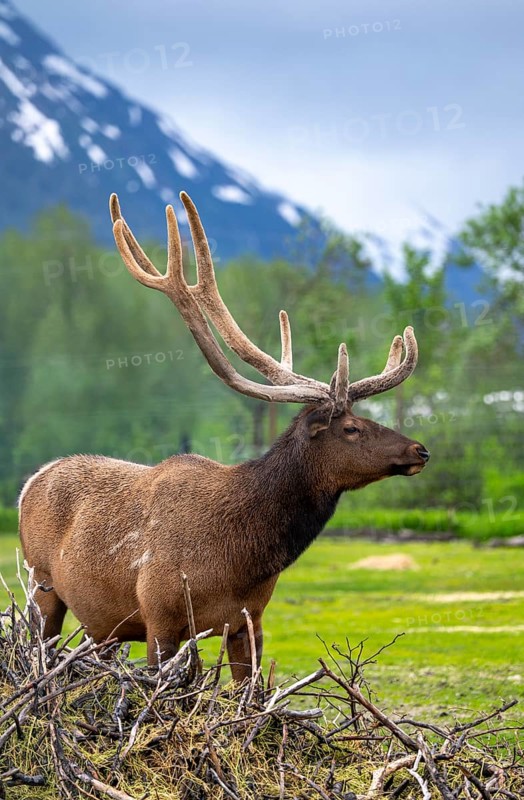 Wapiti (Cervus canadensis), Alaska, USA