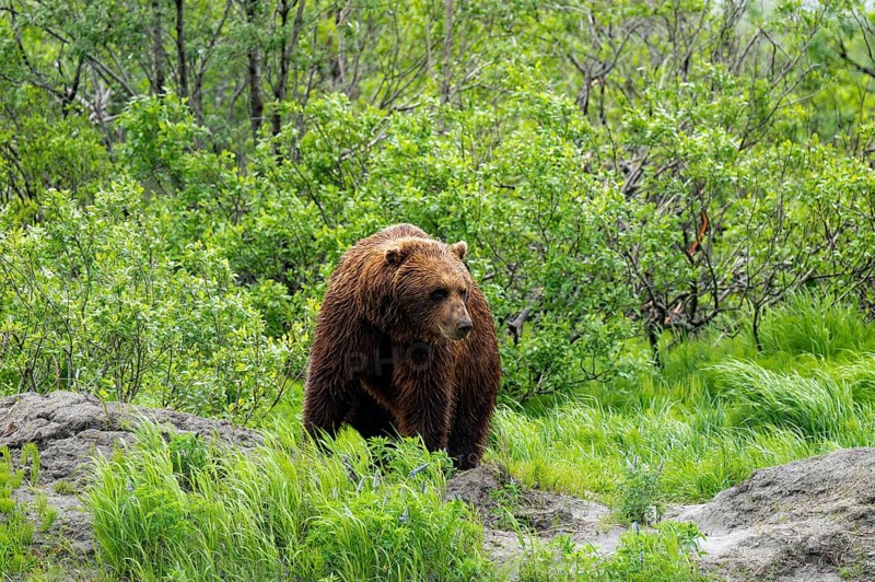 Brown bear (Ursus arctos) in the grass in spring, Alaska, USA