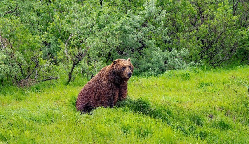 Brown bear (Ursus arctos) sitting in the grass in spring, Alaska, USA