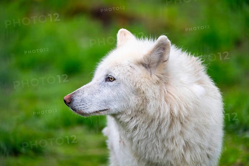 Arctic wolf (Canis lupus arctos), animal portrait, Alaska, USA
