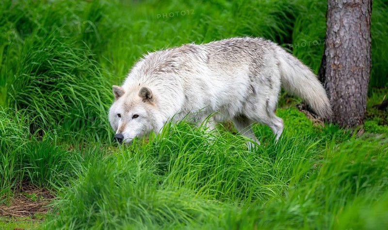 Arctic wolf (Canis lupus arctos), Alaska, USA