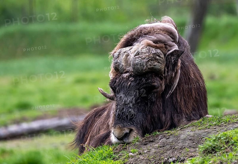 Musk ox (Ovibos moschatus), Alaska, USA