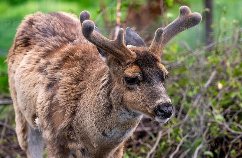 Sita deer (Odocoileus hemionus sitkensis), in spring, animal portrait, Alaska