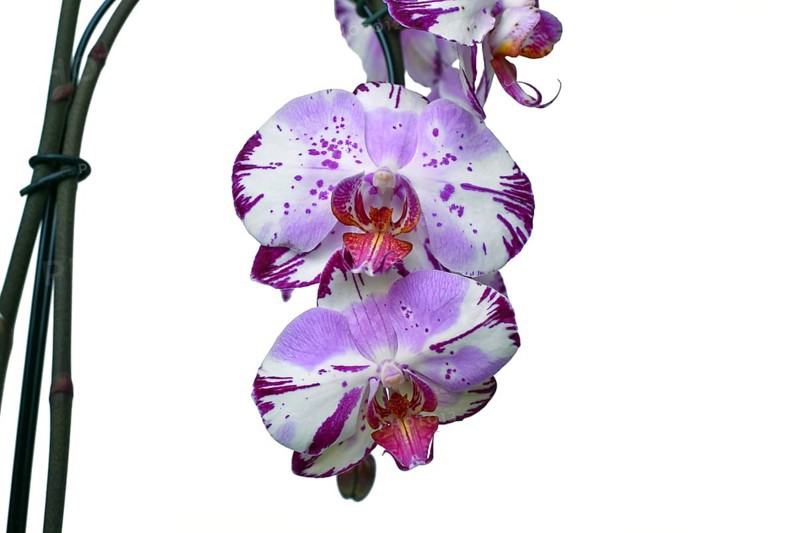 Close up of two colored purple and white flowers of 'Phalaenopsis Magic Art' orchid on white background