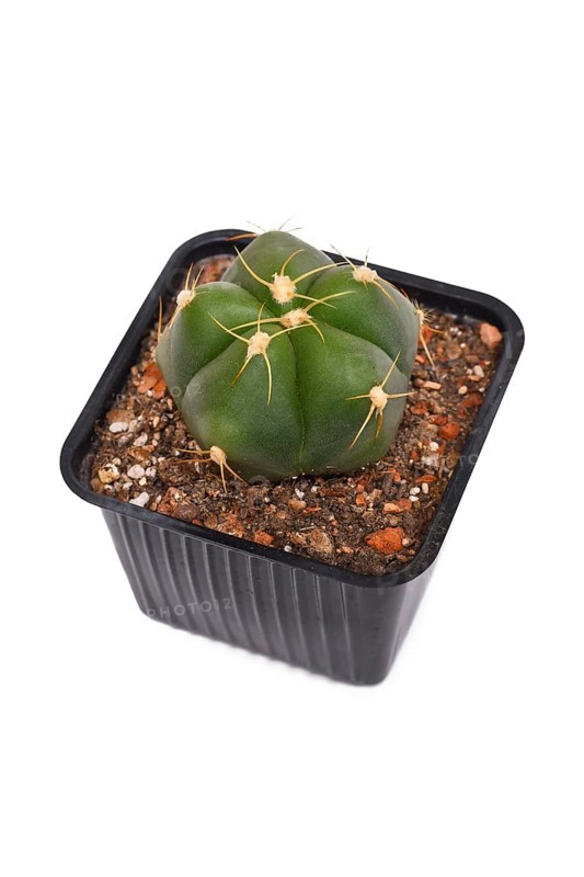 Potted 'Gymnocalycium Horstii' cactus plant on white background