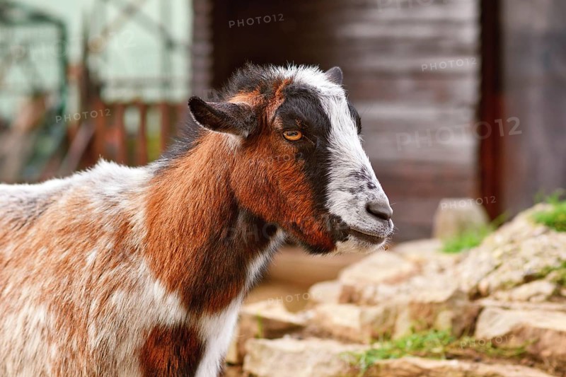 Small brown and white domestic goat