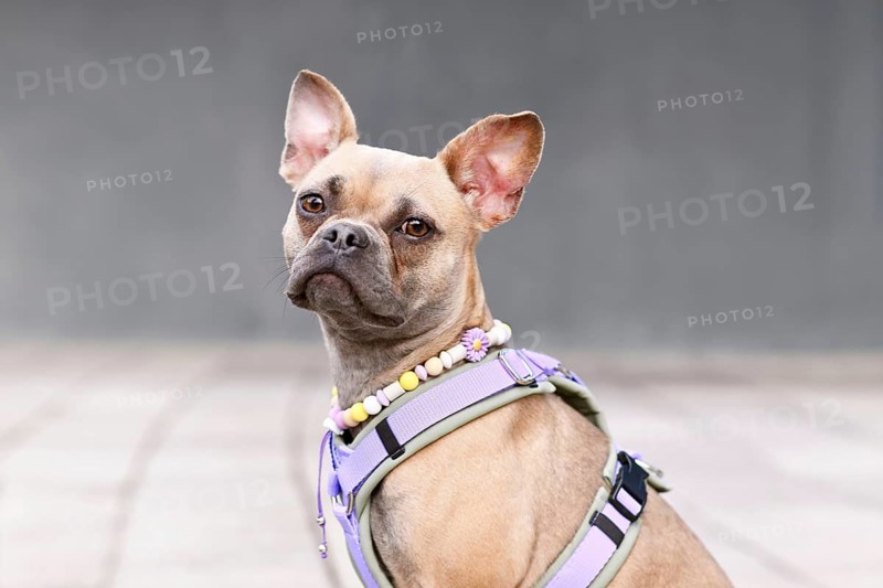 Portrait of blue fawn French Bulldog with long healthy nose wearing a dog harness and EM ceramics necklace