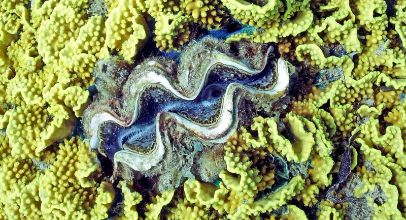 Lettuce coral (Turbinaria reniformis) with blue Maxima clam (Tridacta maxima), coral reef, Red Sea, Dahab, Sinai, Egypt