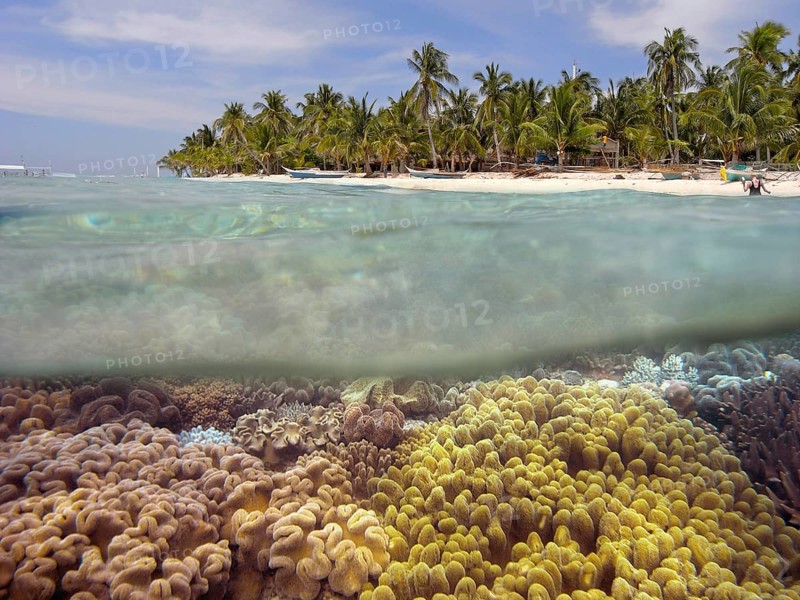 Half and half shot, underwater and beach with palm trees, various leather corals in shallow water, coral reef, reef roof, shallow water area, polyps, soft coral, Indian Ocean, Malapascua island, Cebu, Visayas, Philippines