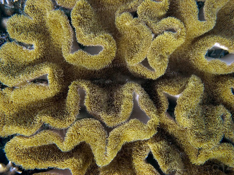 Mushroom cabbage coral (Sarcophyton sp.) coral reef, reef top, shallow water area, polyps, soft coral, Cebu, Visayas, Philippines