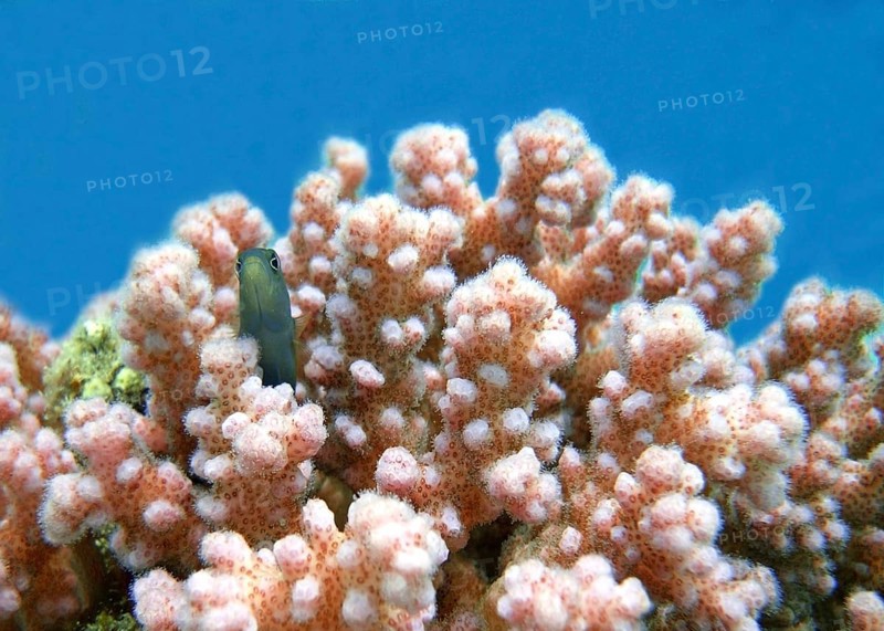 Pink raspberry coral (Pocillopora damicornis), first coloniser, hardy coral, a goby uses the coral as a hiding place, coral reef, reef top, shallow water area, Red Sea, Marsa Alam, Southern Egypt, Egypt