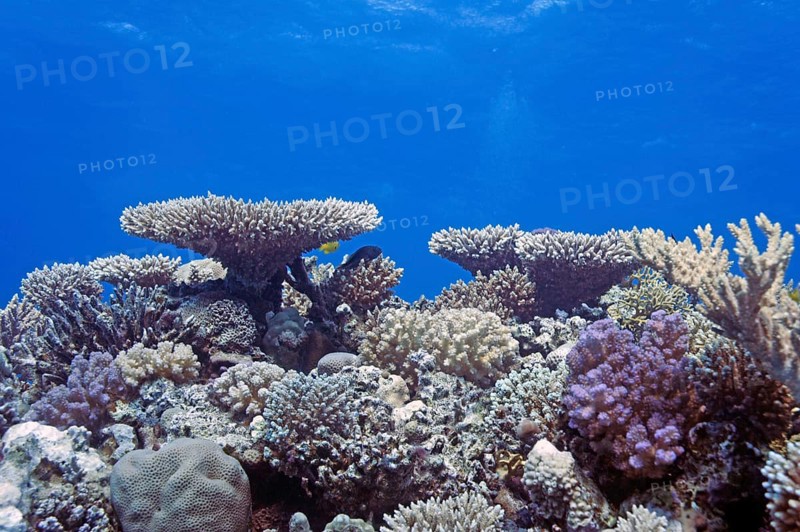 Reef scene with numerous hard corals, species diversity, coral reef, Red Sea, Hurghada, Egypt