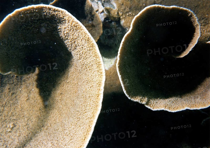 Lettuce corral (Turbinaria sp.), coral reef, round, Gulf of Thailand, South China Sea, Koh Samui Island, Thailand