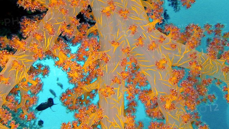 Hemprich's soft coral (Dendronephthya hemprichi), coral reef, Red Sea, Hamada, Egypt