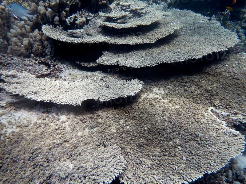 Table coral (Acropora cytherea), coral reef, Red Sea, Hamada, Egypt