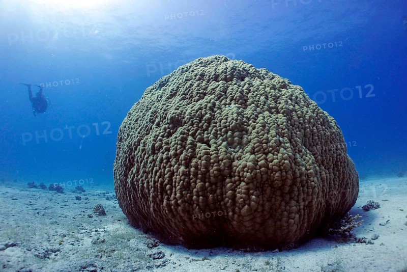 Single large stony coral (Porites lutea), coral reef, age approx. 300 years, Red Sea, Hurghada, Egypt