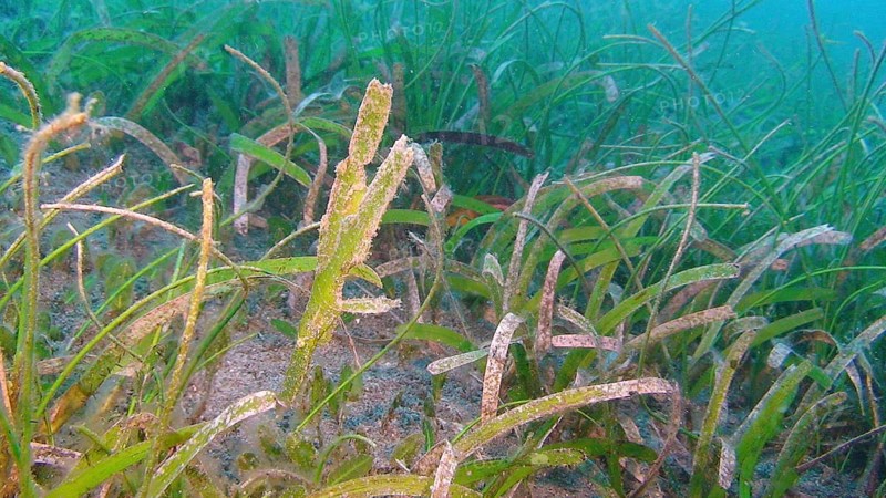 Seagrass ghost pipefish, pair, (Solenostomus cyanopterus) seagrass, seagrass meadow, camouflage, green, Negros Island, Visayas, Philippines
