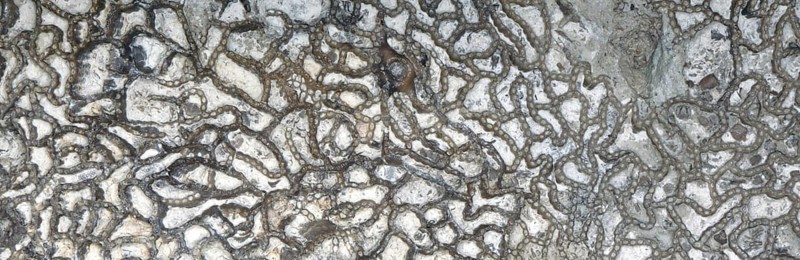 Chain coral, fossil, fossilisation, (Halysites sp.), Silurian, about 430 million years old, Irevik, Gotland, Sweden
