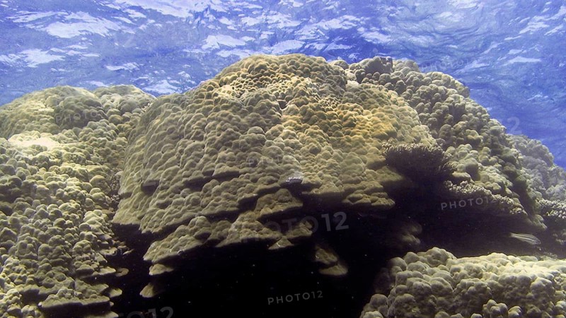 Lobster coral (Porites lobata), Porites species are important reef-forming stony corals. Coral reef, Red Sea, Hamada, Egypt