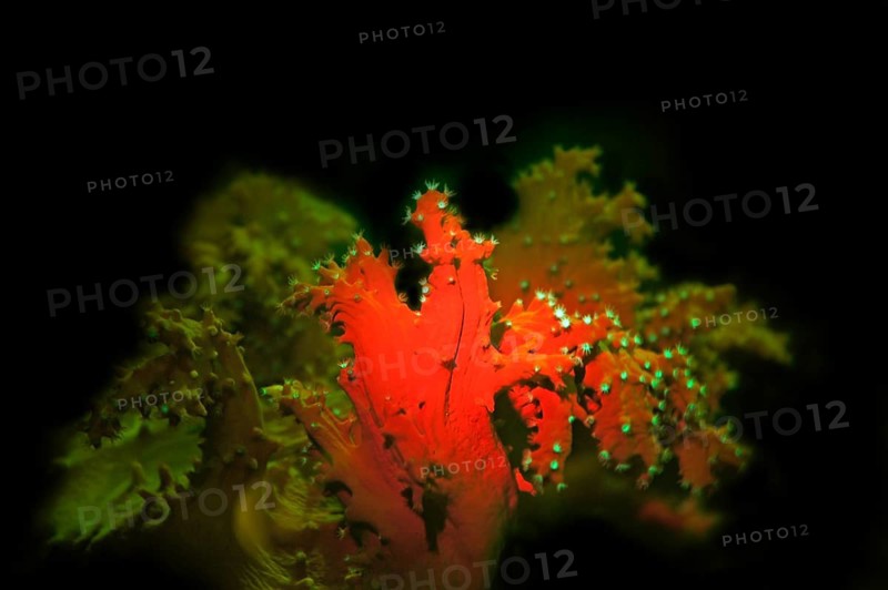 Cabbage coral (Sinularia sp.), fluorescence, fluorescent cabbage coral, the polyps fluoresce green, at night, the rest of the coral tissue red. Red Sea, Egypt