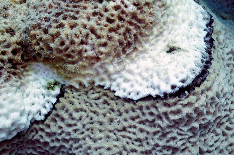 Black Band Disease (BBD), tissue affected by cyanobacteria and sulphate-reducing bacteria first turns black and then dies. The white calcareous skeleton can then be seen. Red Sea, coral reef, Hurghada, Egypt