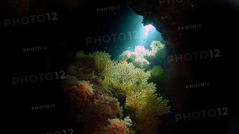 Gorgonians (Gorgonacea) in a cave, coral reef, Red Sea, Hamada, Egypt