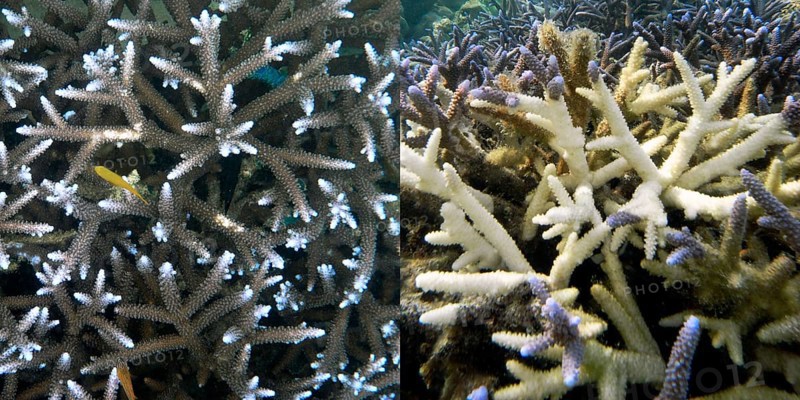 Staghorn coral (Acropora vaughani) photo right April 2009, photo left the same coral March 2010, coral reef, shallow water area, coral bleaching, climate change, Cebu, Visayas, Philippines