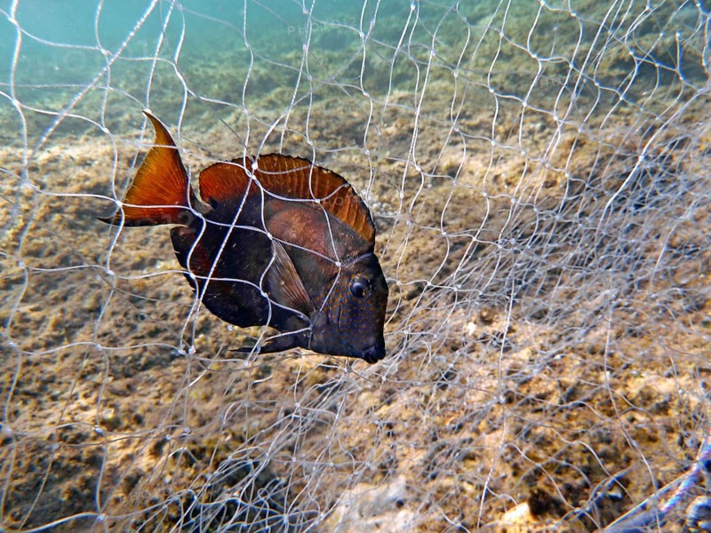 Brown surgeonfish (Acanthurus nigrofuscus), illegal fishing, fishing net, gillnet on the reef top, overfishing, Red Sea, Dahab, Sinai, Egypt