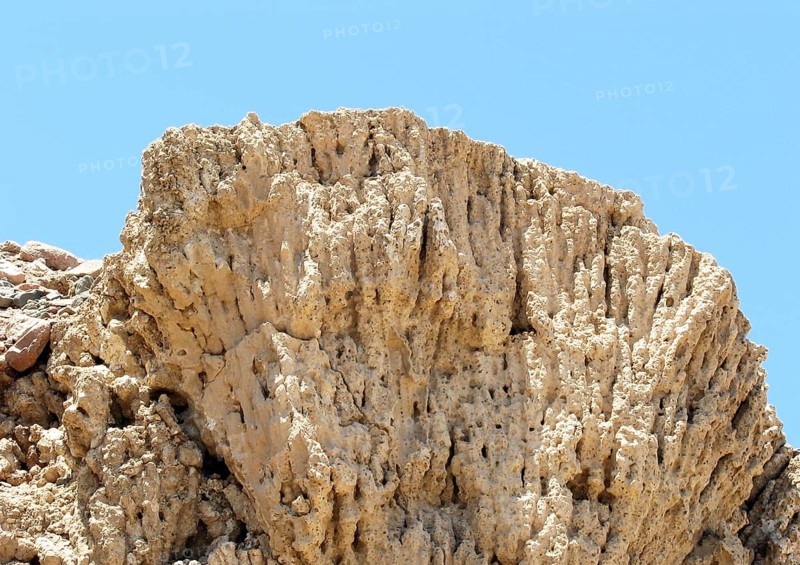 Fossil corals from the Pleistocene, around 400, 000 - 10, 000 years old, Sinai, Red Sea, Egypt