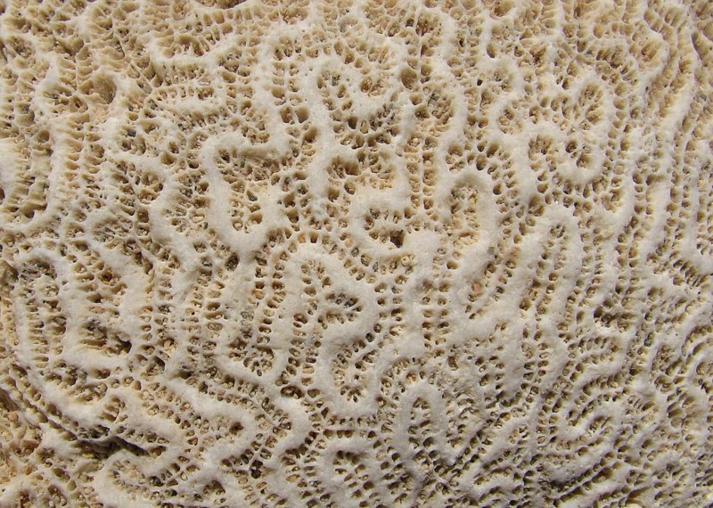Coral skeleton, recent, brain coral (Favia sp.), limestone, structure, coral reef, Red Sea, Safaga, Egypt