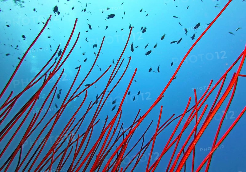 Sea whip coral (Ctenocella sp.), coral reef, Red Sea, Dahab, Sinai, Egypt
