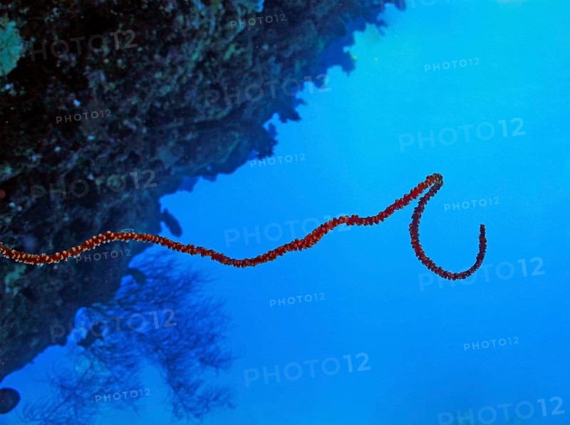 Wire Coral (Cirripathes anguina), coral reef, current-rich reef wall, Hurghada, Egypt