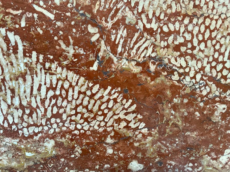 Polished Adnet coral reef limestone, Adnet marble variety Rottrop, Upper Triassic approx. 200 million years old, northern limestone Alps, the white inclusions are fossil corals of the genus Thecosmilia. Salzburger Land, Austria