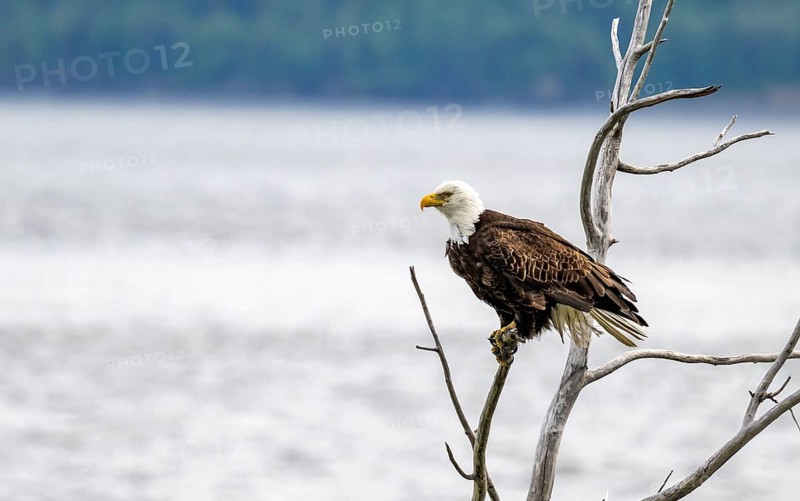 Bald eagle (Haliaeetus leucocephalus) perched on a branch, Turnagain Arm, Alaska, USA