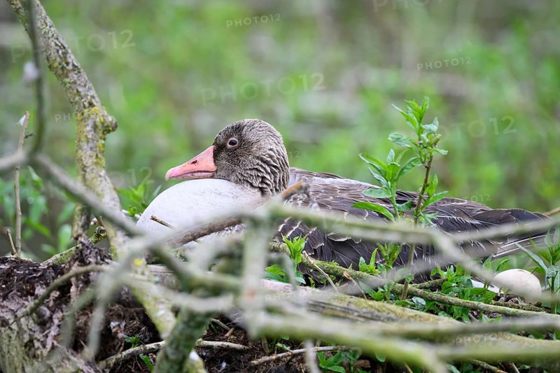 A greylag goose (Anser anser) sits in its nest surrounded by branches and lush greenery in a damp forest, Dümmer nature park Park, Lower Saxony, Germany