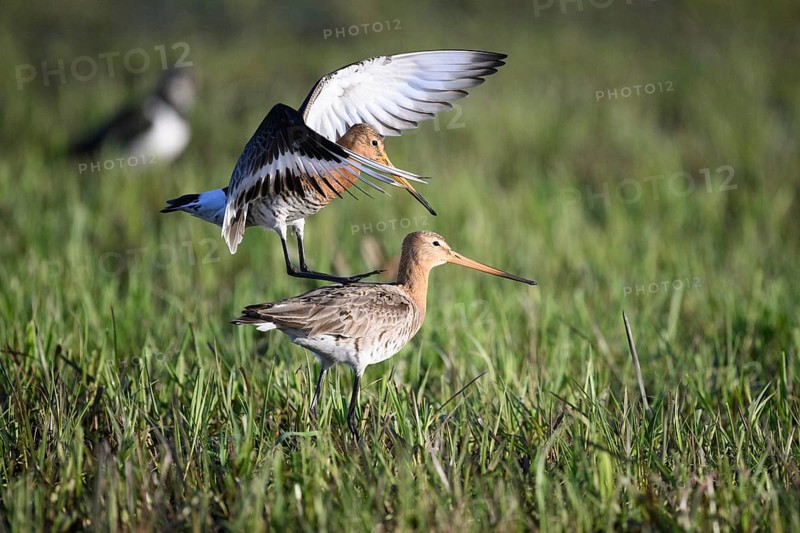 Two black-tailed godwits (Limosa limosa) standing in a meadow in front of mating copula, the male bird has spread his wings and lands on the back of the female bird, Dümmer nature park Park, Lower Saxony, Germany