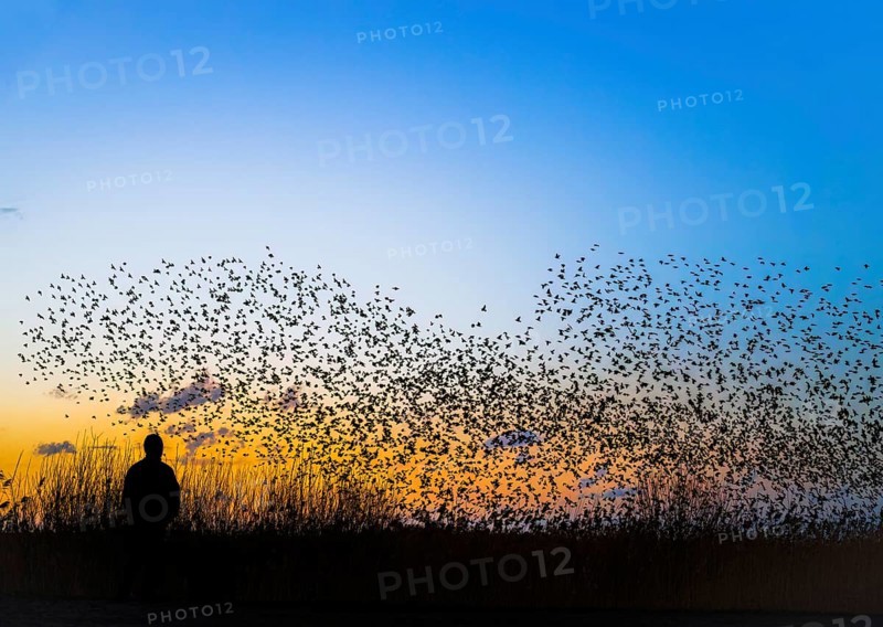 A person stands at the edge of the reed belt at Lake Dümmer while a flock of starlings (Sturnus vulgaris) flies in the colourful sunset, Dümmer nature park Park, Hüde, Lower Saxony, Germany