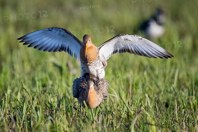 Two black-tailed godwits (Limosa limosa) copulating, the male bird has spread its wings and lands on the back of the female bird, Dümmer nature park Park, Lower Saxony, Germany