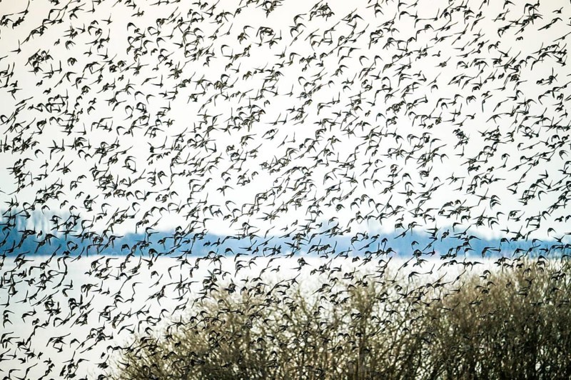 A dynamic scene of a flock of starlings (Sturnus vulgaris) flying close over a lake and trees, Dümmer nature park Park, Hüde, Lower Saxony, Germany