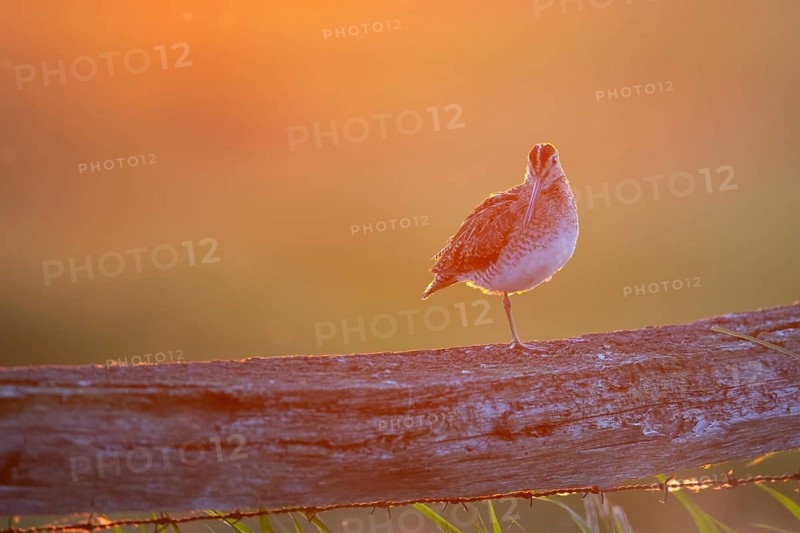 A common snipe (Gallinago gallinago) sits on one leg on a wooden fence in front of an orange sunset, A bird sits on a wooden fence at sunset. The warm light mood surrounds the scene, Dümmer nature park Park, Lower Saxony, Germany